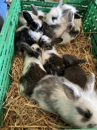 Image 9 of Beautiful French lop cross babies