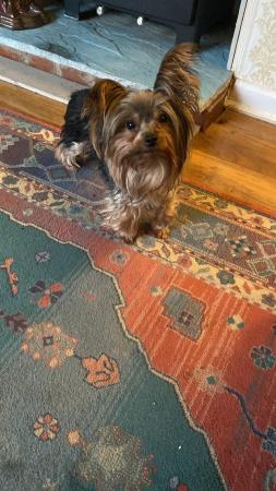 Image 1 of Three Minature Yorkshire terriers