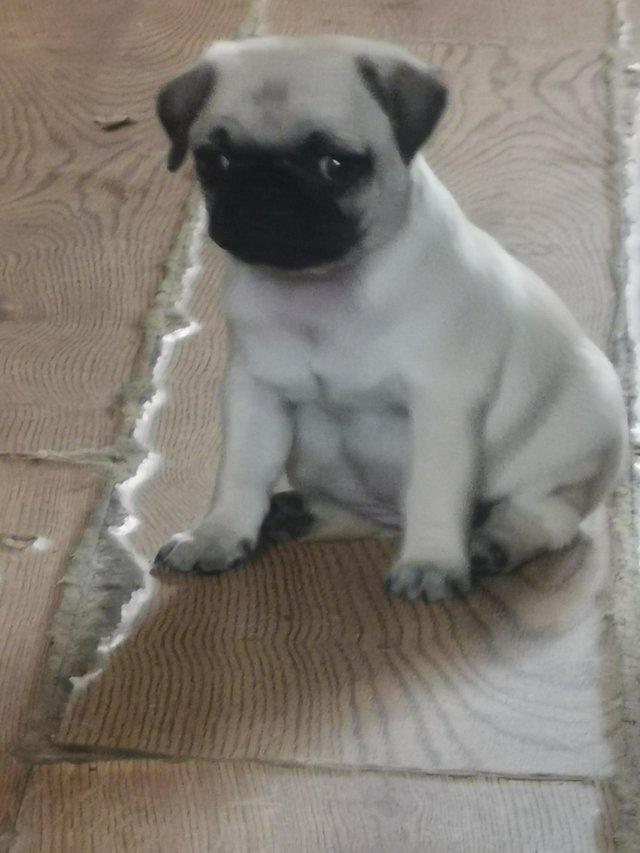 Preview of the first image of Our last fawn female pug KC bloodline.