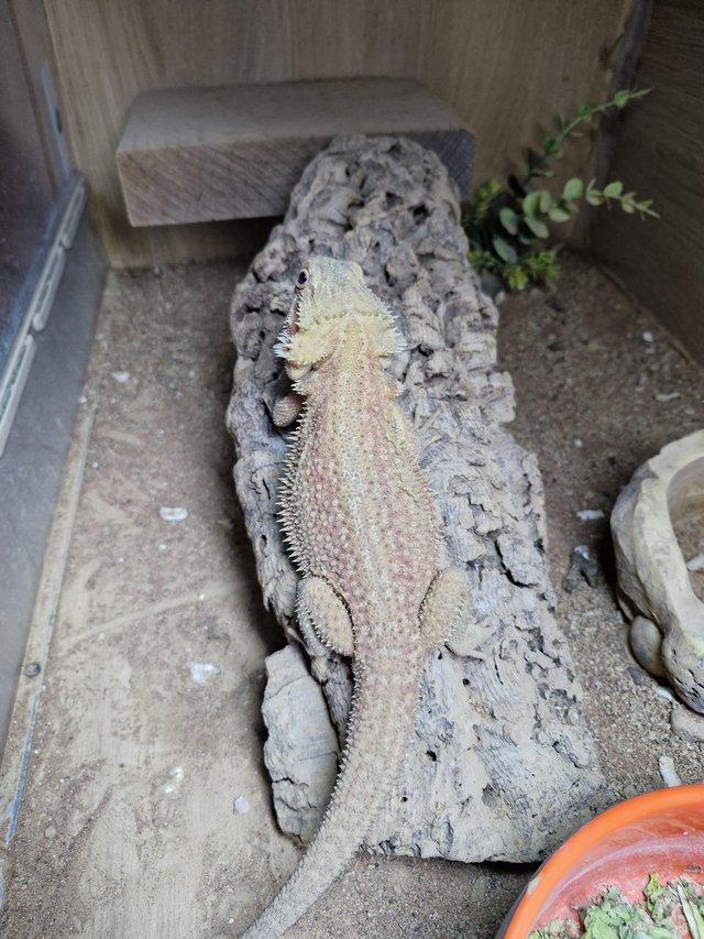 Preview of the first image of Bearded dragons (High end females).