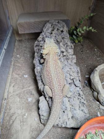 Image 1 of Bearded dragons (High end females)