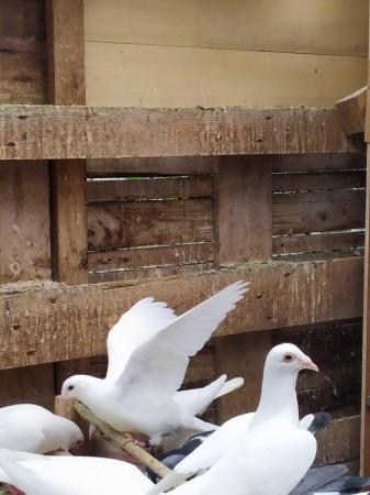 Image 10 of PURE WHITE LOGAN PIGEON FOR SALE