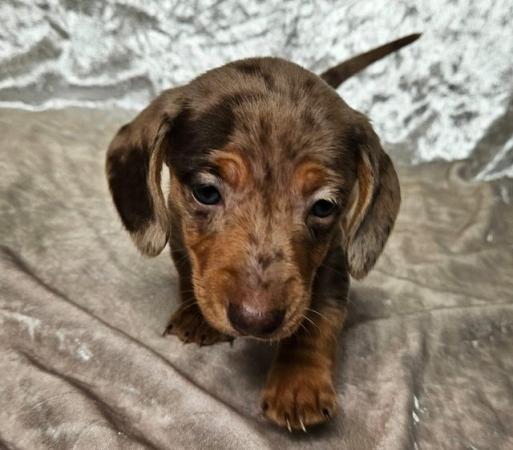 Image 4 of Beautiful smooth miniature dachshund puppies