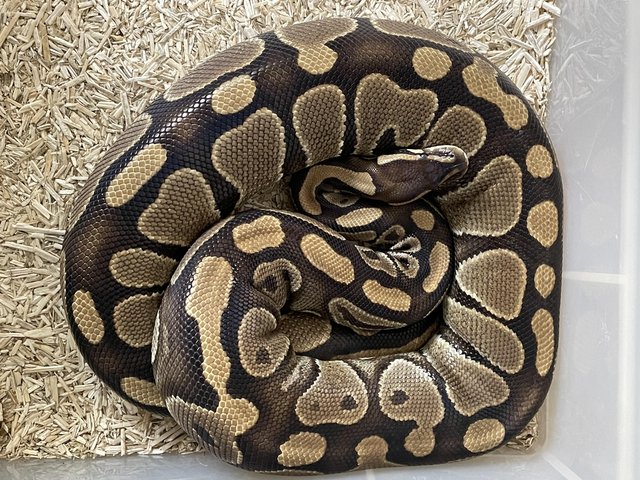 Preview of the first image of Proven adult female Royal Python.