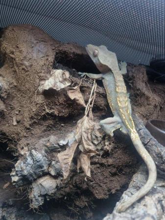 Image 2 of Healthy Crested Gecko in Need of a Forever Home