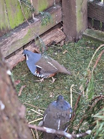 Image 3 of Quail for sale, Mountain quail and Tennessee Reds.