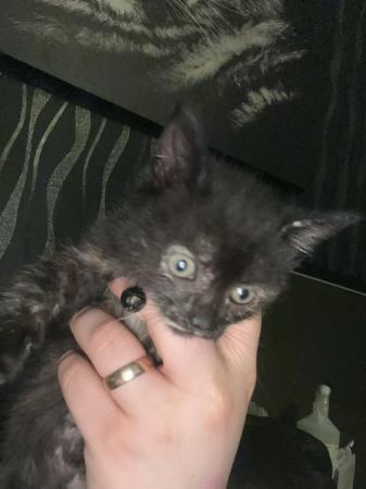 Image 6 of Female kitten ready to go to a loving home