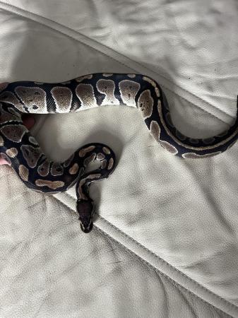 Image 2 of Normal baby ball python for sale