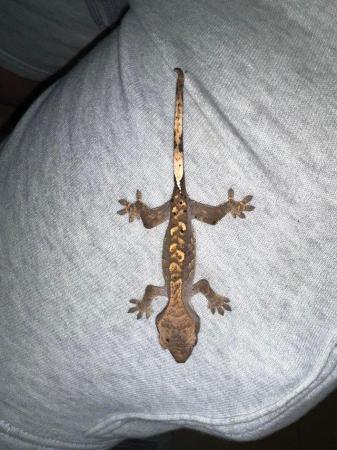 Image 2 of Baby crested geckos available