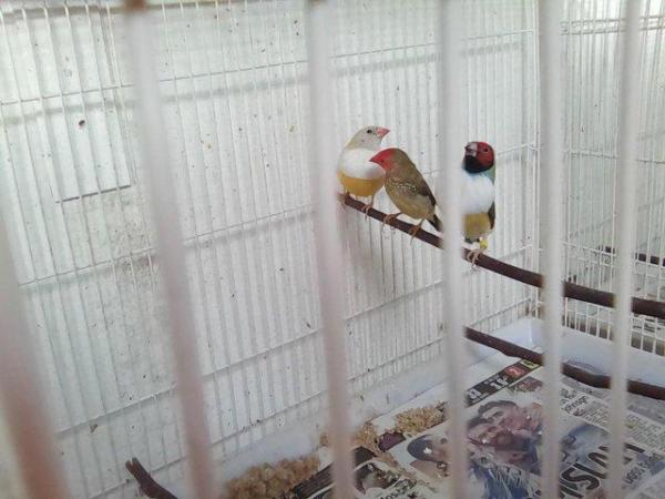 Image 5 of Bengalese finches / zebra finches