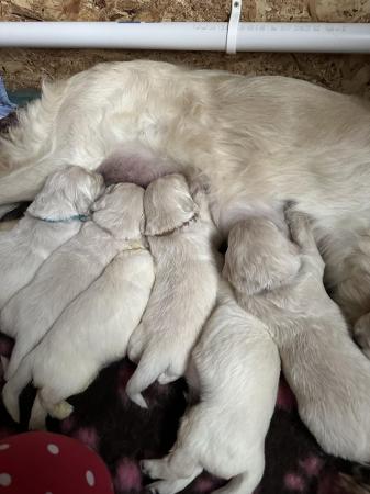 Image 4 of Kennel club registered golden retriever puppies