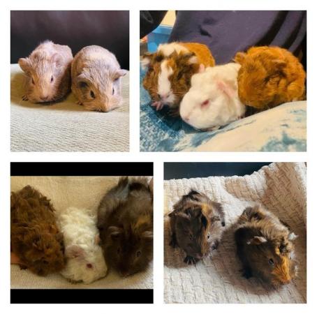 Image 2 of Guinea pig pups for sale in Peterborough