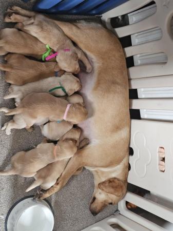 Image 4 of ***READY NOW*** LABRADOR PUPPIES