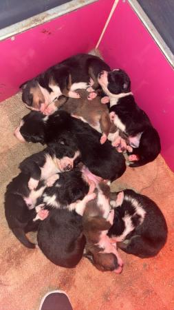 Image 3 of Border collie puppies :)
