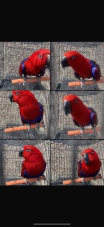 Image 1 of Female eclectus parrot for sale