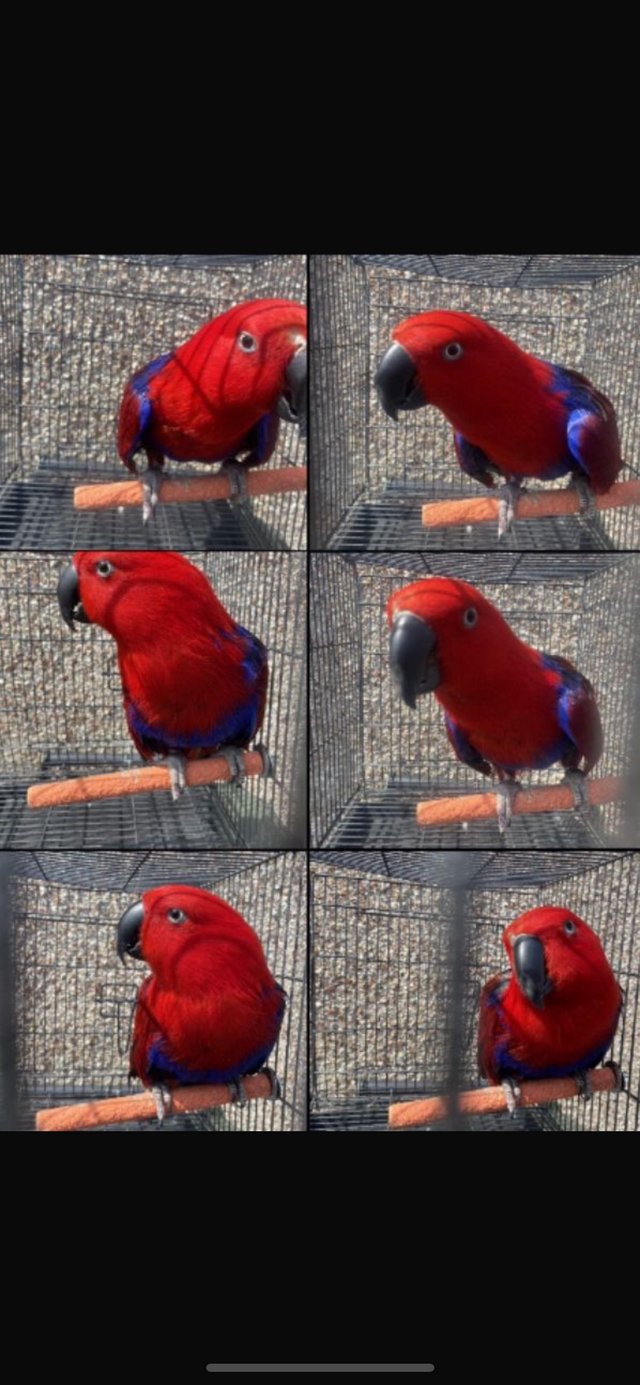Preview of the first image of Female eclectus parrot for sale.