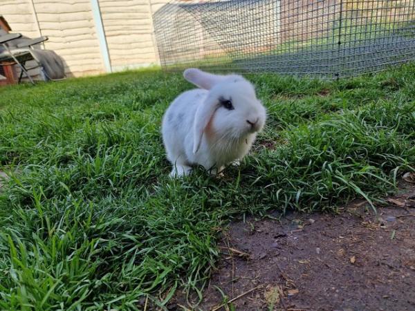Image 5 of French lop x mini lop kits