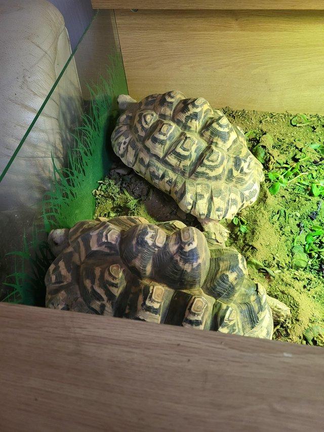 Preview of the first image of African Leopard tortoises for sale.