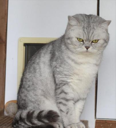 Image 4 of British Shorthair Adults available
