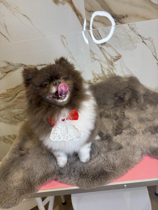 Female Pomeranian looking for a loving home — photo 4 of 4