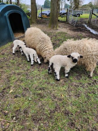Image 4 of Valais Blacknose x with Eve lambs at foot