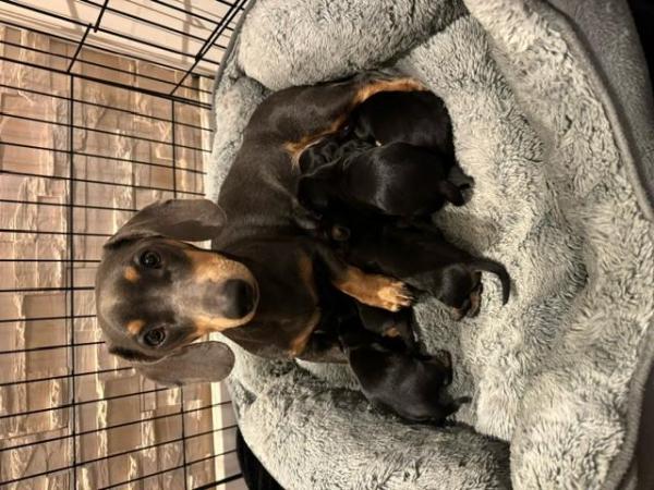 Image 2 of Dachshund Puppies for Sale - Beautiful Black Tan