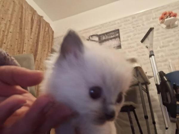 Image 6 of Blue/lilac point male ragdoll ready now