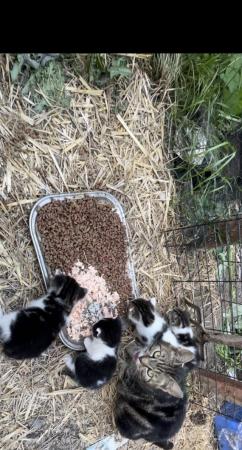 Image 2 of Male and Female farm / outdoor kittens
