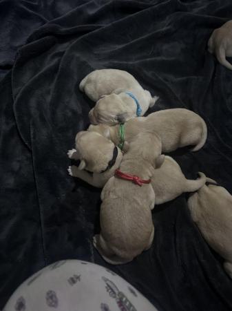 Image 2 of 8 GORGEOUS YELLOW/FOX RED  KC LAB PUPPIES FOR SALE!
