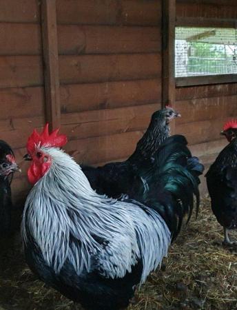 Image 2 of NOW Available Norfolk Gray Rare Breed Chickens-Hatching eggs