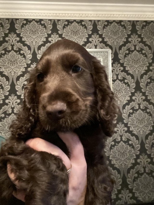Preview of the first image of 1 beautiful show type cocker spaniel kc reg.