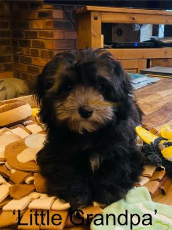 Image 1 of Stunning Maltipoo Boy is ready to go to a Loving Home