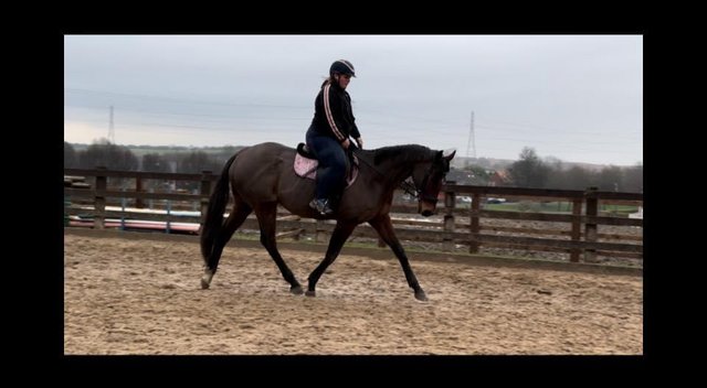 Image 2 of 16.2 Bay Thoroughbred Mare 10yr old