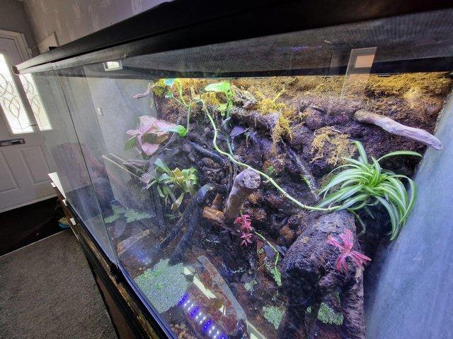 Preview of the first image of Reptile rehousing 15 years experience.