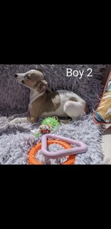 Image 5 of WHIPPET PUPPIES, PEDIGREE,KC REGISTERED