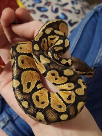 Image 3 of 2 x 6 month old ball pythons