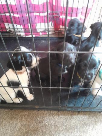 Image 2 of Sprocker puppies for sale