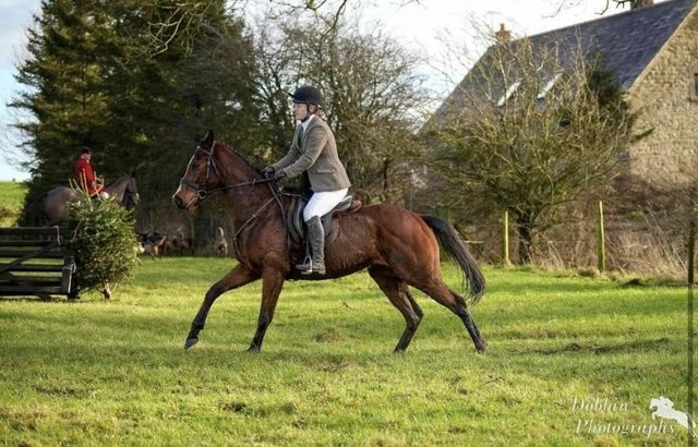 Preview of the first image of 16hh OTTB mare FOR SALE.