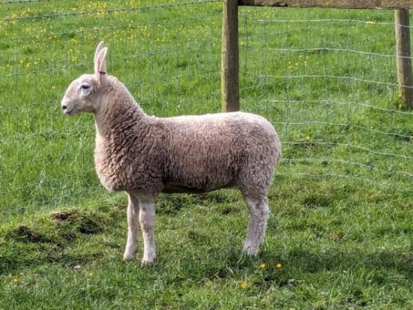 Image 2 of Border Leicester Ewe Lambs For Sale