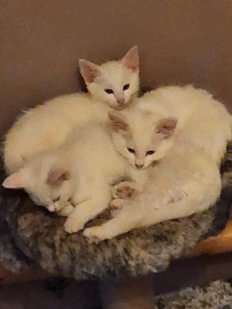 Image 9 of 9week old turkish angora kittens