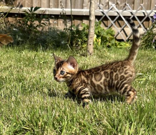 Image 29 of Tica bengal kittens for sale!