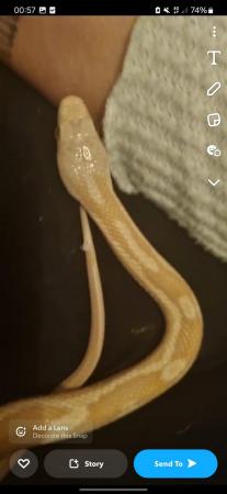 Image 2 of 2 year old albino rat snake for sale