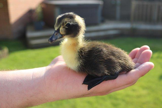 Image 4 of Day old runner ducklings for sale