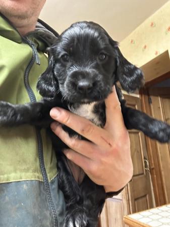 Image 16 of Black and Tan Cocker spaniel puppies 4 left