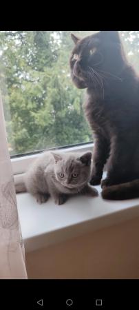 Image 2 of British shorthair kittens for sale