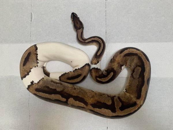Image 3 of Female adult pied royal python