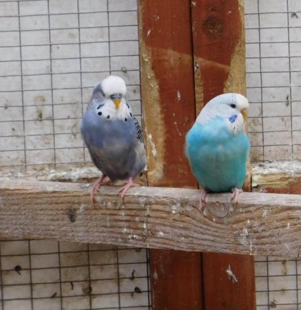 Image 22 of Budgies For Sale. Ideal Pets (Friendly) + Suit for Aviaries