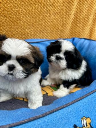 Image 8 of ABSOLUTELY ADORABLE SHIHTZU PUPPIES