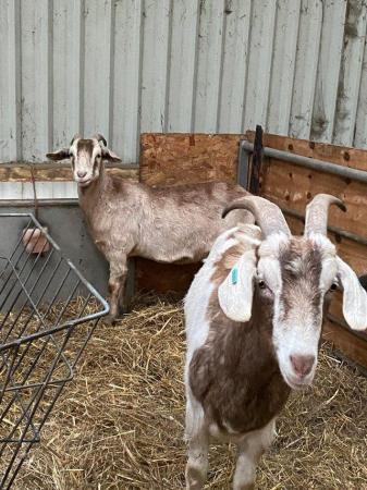 Image 3 of Various goats for sale various breeds, ages & prices.