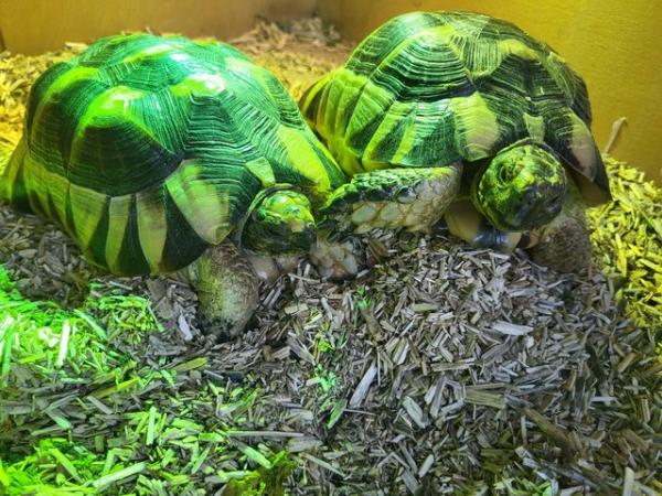 Image 2 of 2 beautiful Mediterranean Tortoises for sale